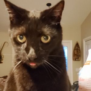 Meet your Posher, Neal